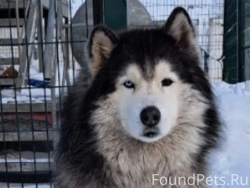 Пропал пёс Миша, Прокопьевск