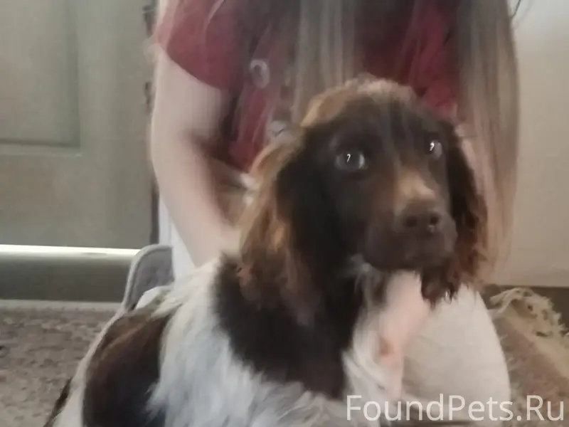 Найден пёс, [место] Кисловодская