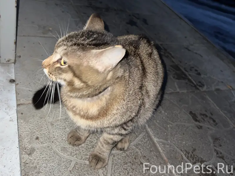 Найдена кошка, Улан-Удэ