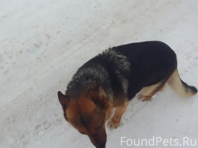 Пропала собака, сучка с коричневым ошейником