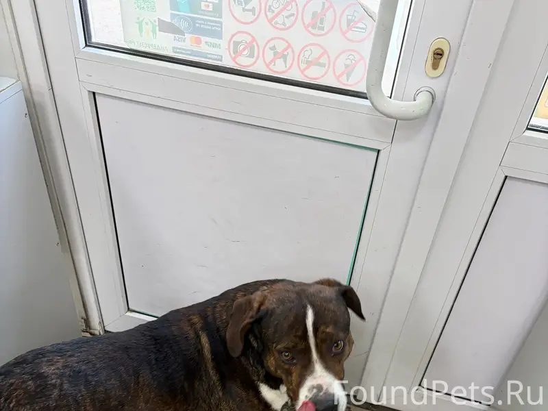 Найден бездомный пёс, пр-т Юрия Гагарина 11