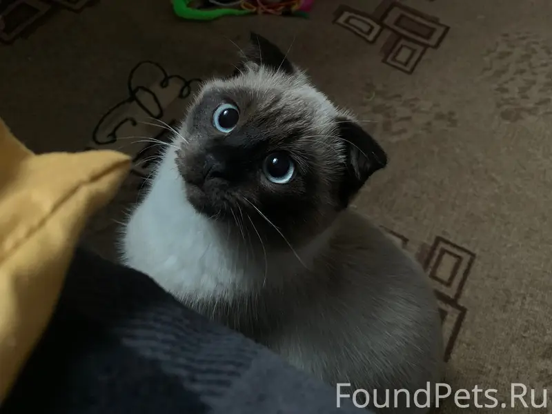 Пропал кот Лотос, улица Чапаева