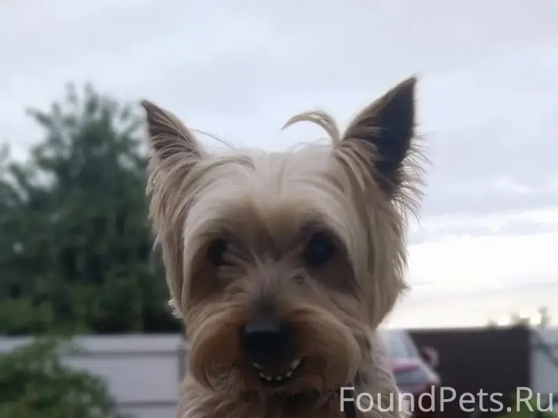 Пропал йорк Найджел, район бгита