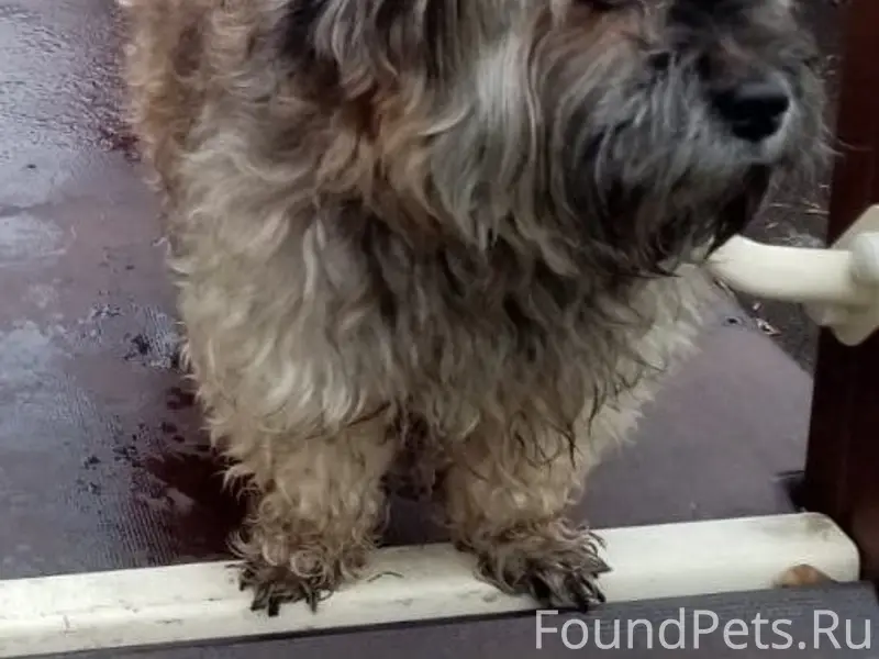 Пропал пёс Тоха, район Лебединец