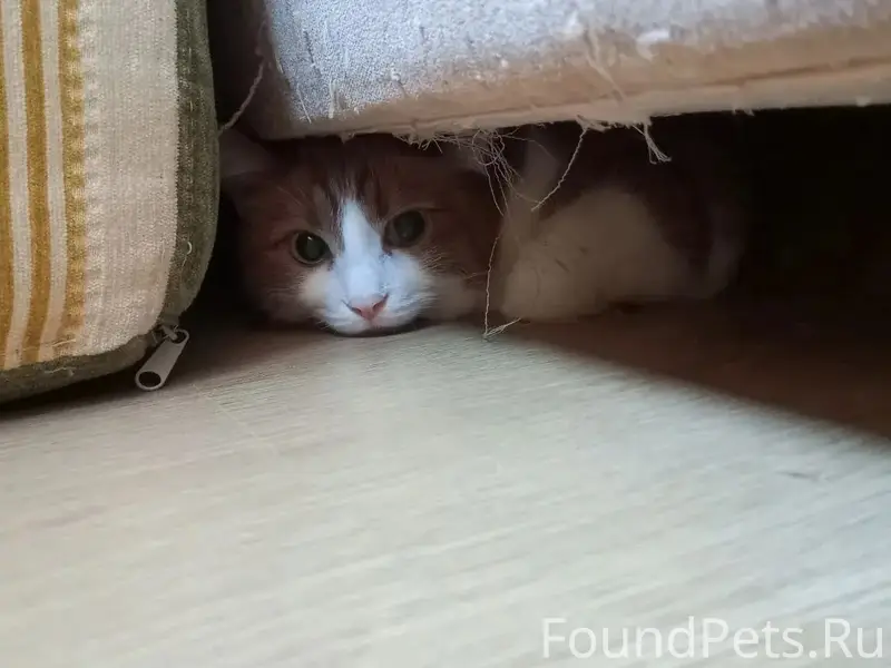 Пропала кошка Муся, Калуга