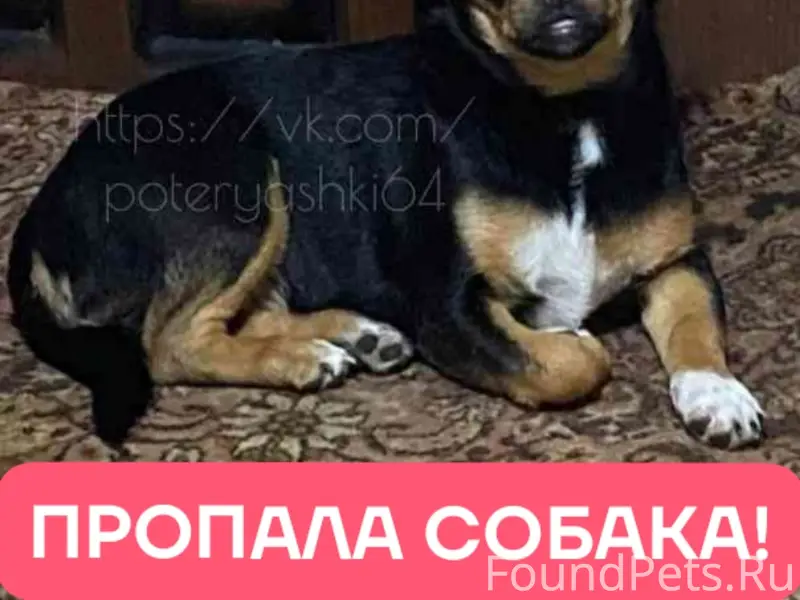 Пропала девочка той-терьер Пони, Саратов