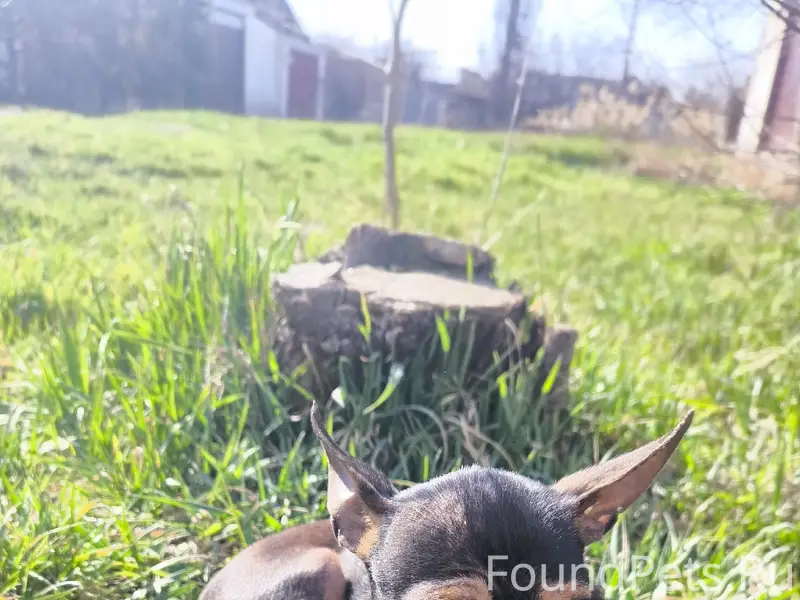 Пропала собака, Ближние Камыши