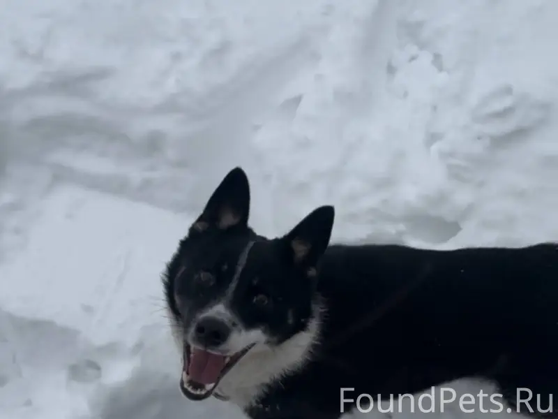 Пропала собака 