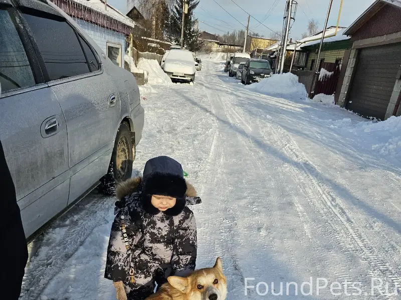 Пропал мальчик Альбус, Павловский тракт
