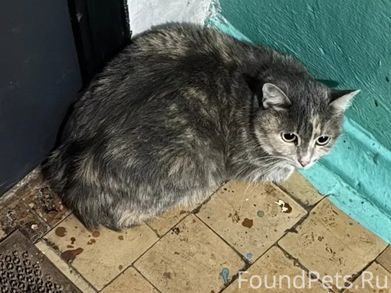 Найдена кошка, Улан-Удэ, ул. Бабушкина