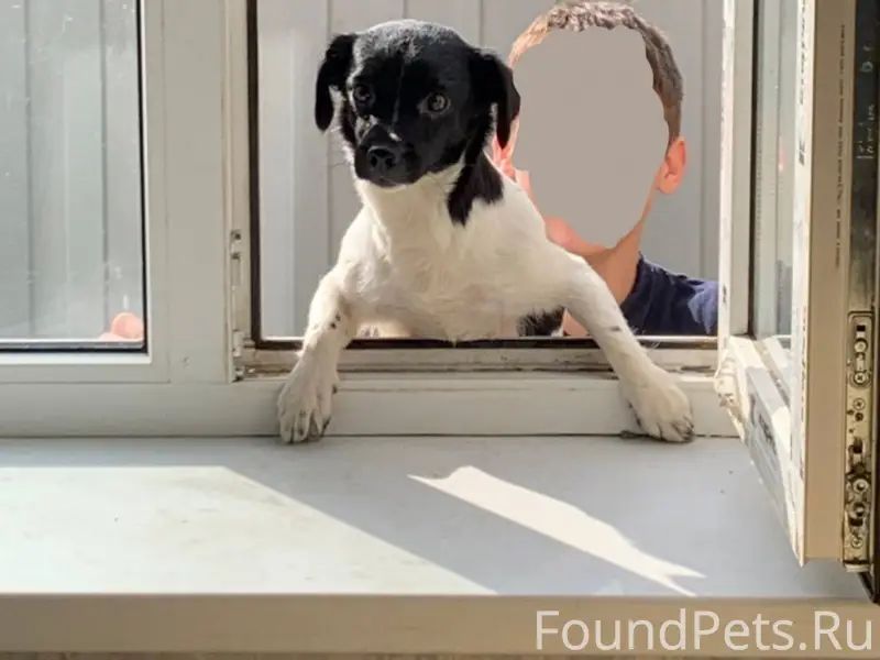 Пропала собака Боня, С. Приморка