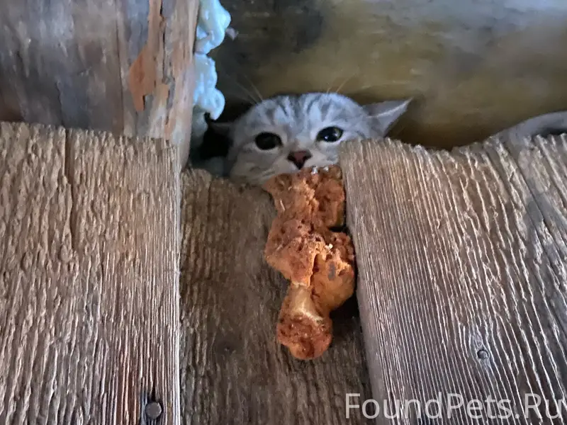 Найден белый кот, особые приметы