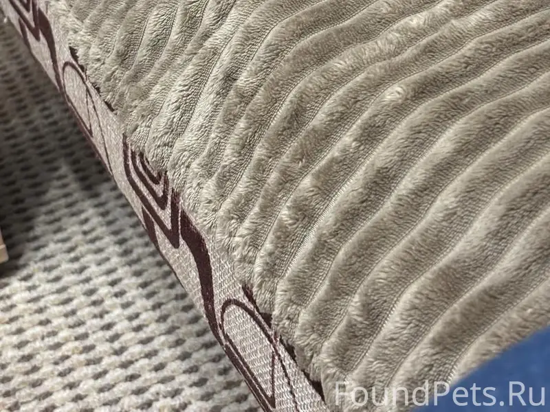 Пропала собака Бони, Зеленоград