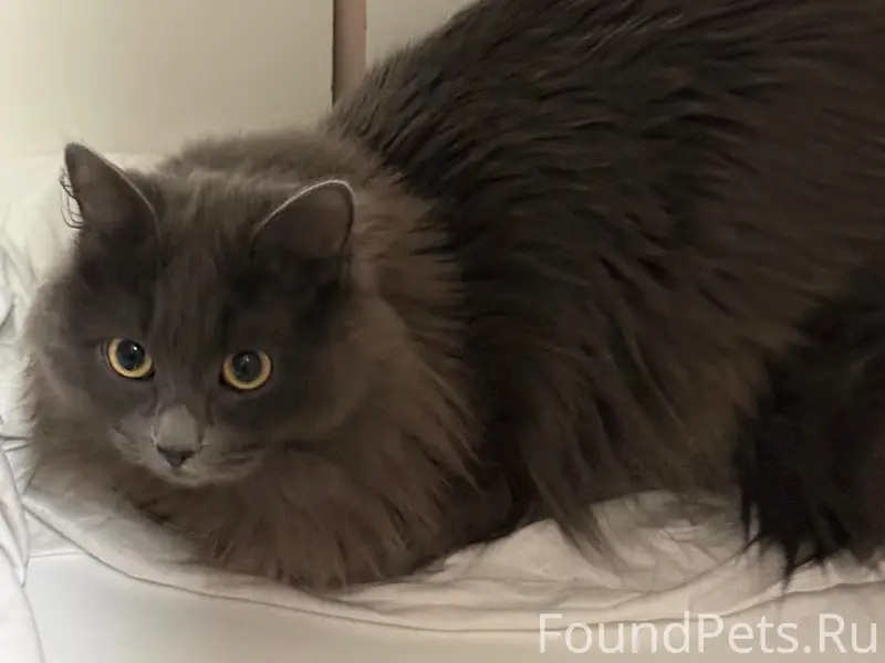 Найден кот, улица 40 лет Победы