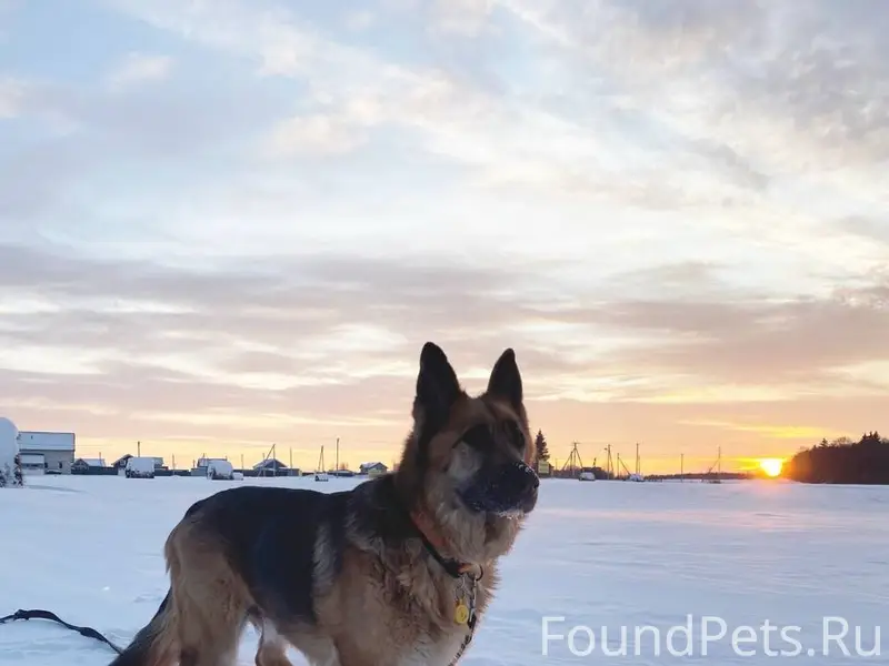 Пропал кобель овчарки, Красное Село