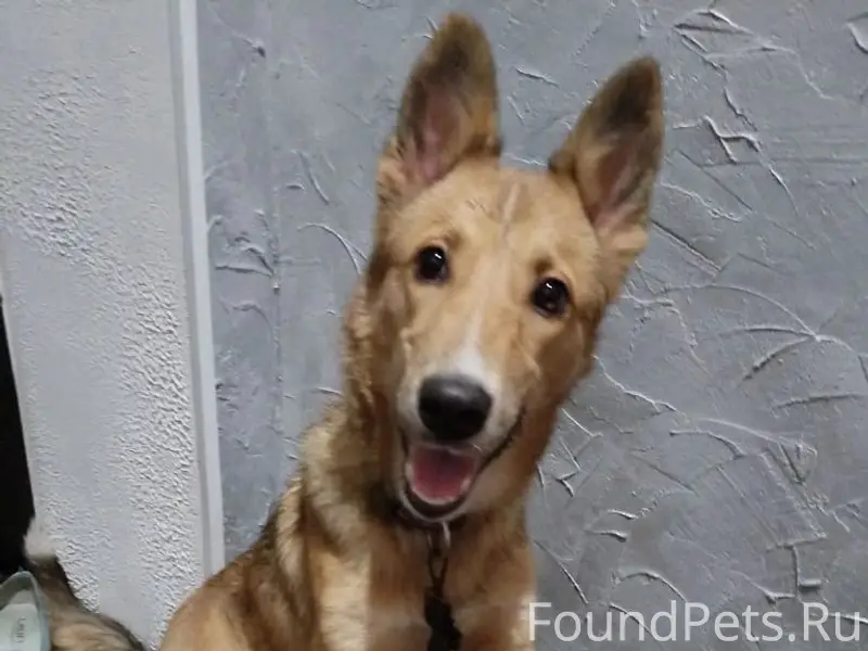 Найден метис, найден в Ворошиловском районе, Волгоград