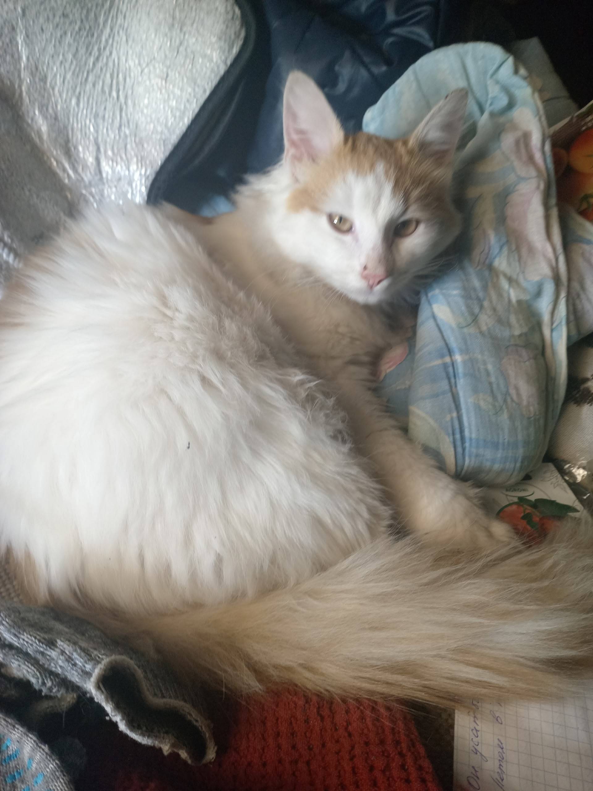 Найден кот, остановка Савватьевское торфопредприятие