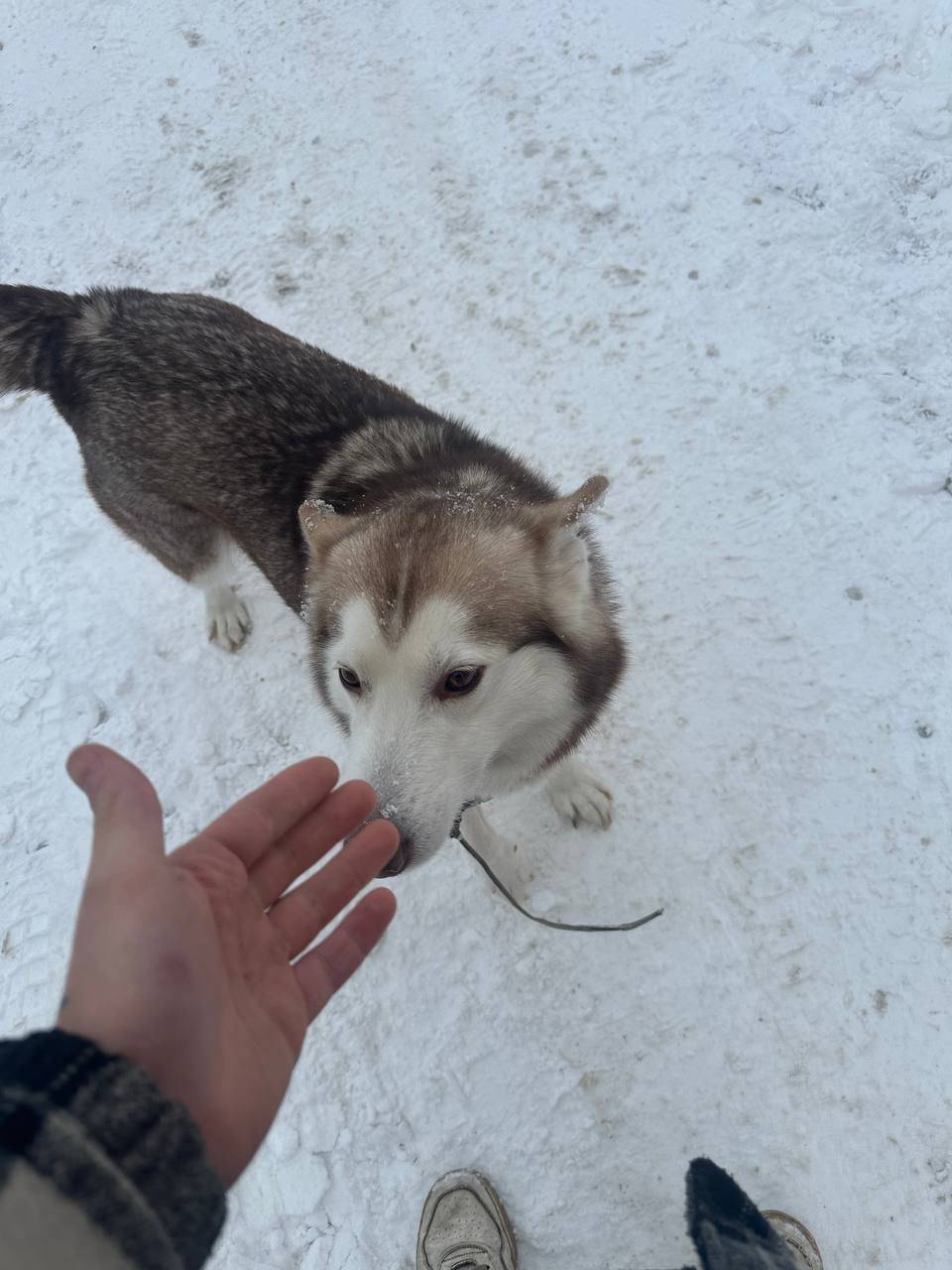 Пропала собака, 