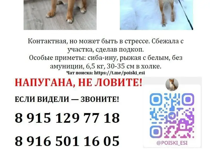 Пропала Сиба-ину Ёси, Раменское и окрестности