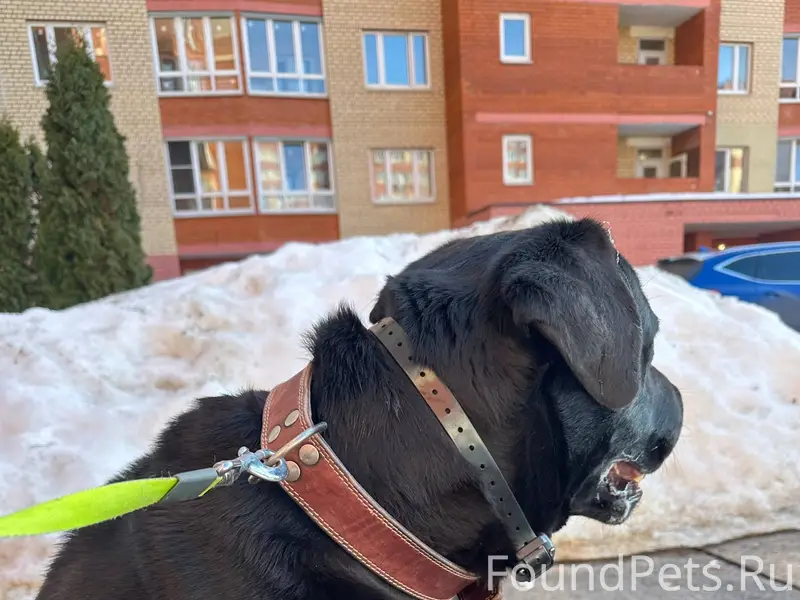 Найден лабрадор, ул. Жуковского