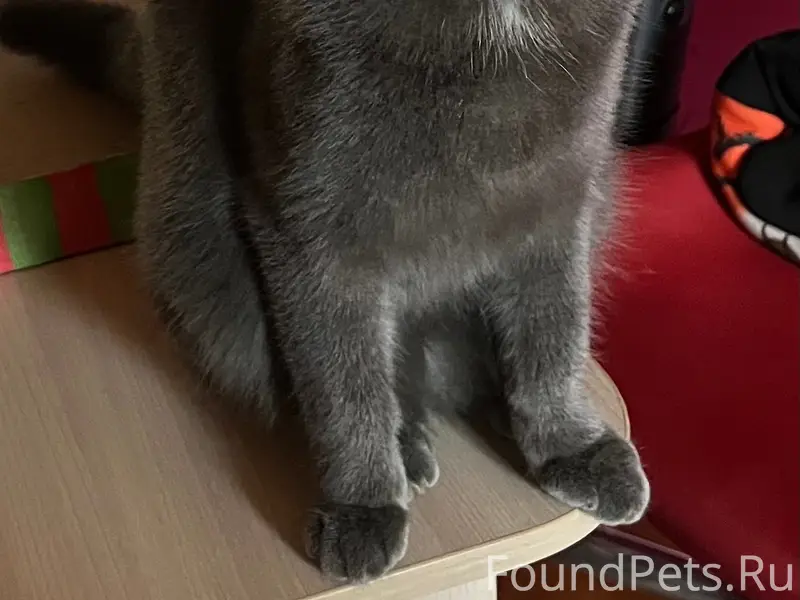 Пропал кот Дымок, ул. Опульского