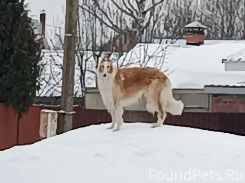 Пропал кабель Мартин, д. Лунинская