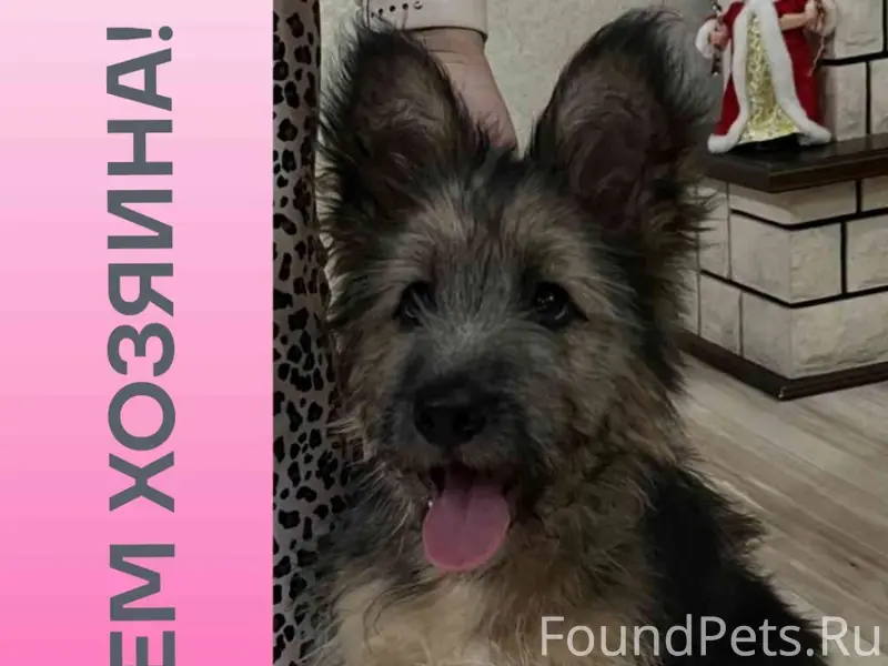 Найден щенок, похожа на Пикардийскую овчарку, Энгельс