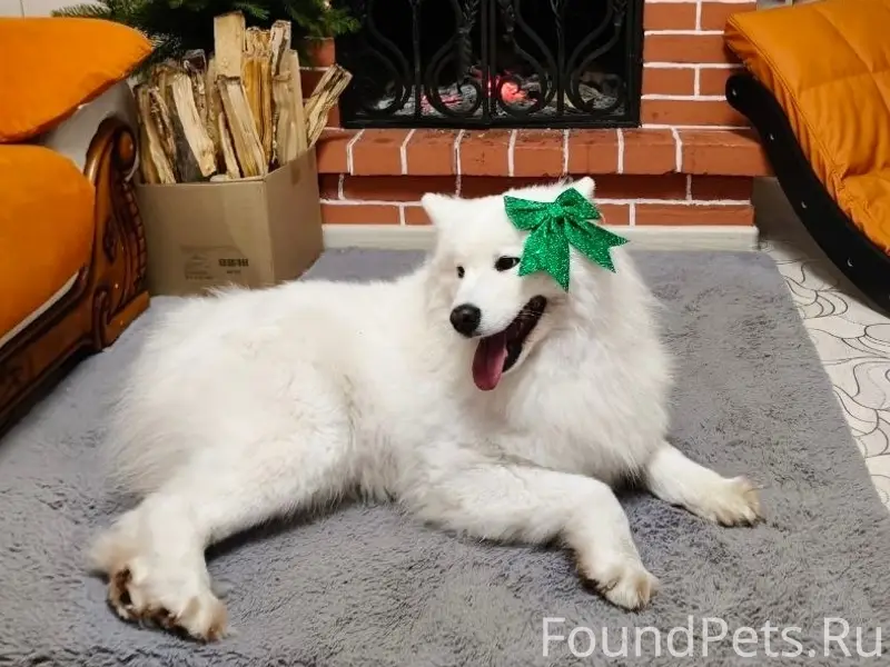 Пропала собака Верба, Ташкент