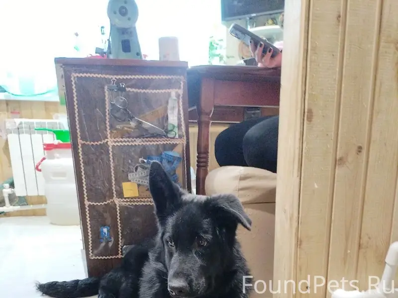 Пропала немецкая овчарка Герда, р-н кулацкий