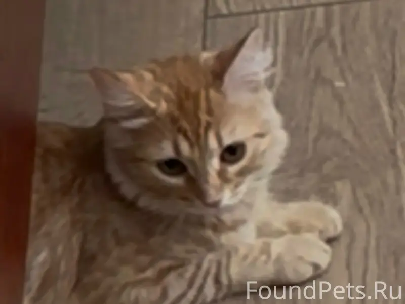 Пропала кошка, Калининский посёлок