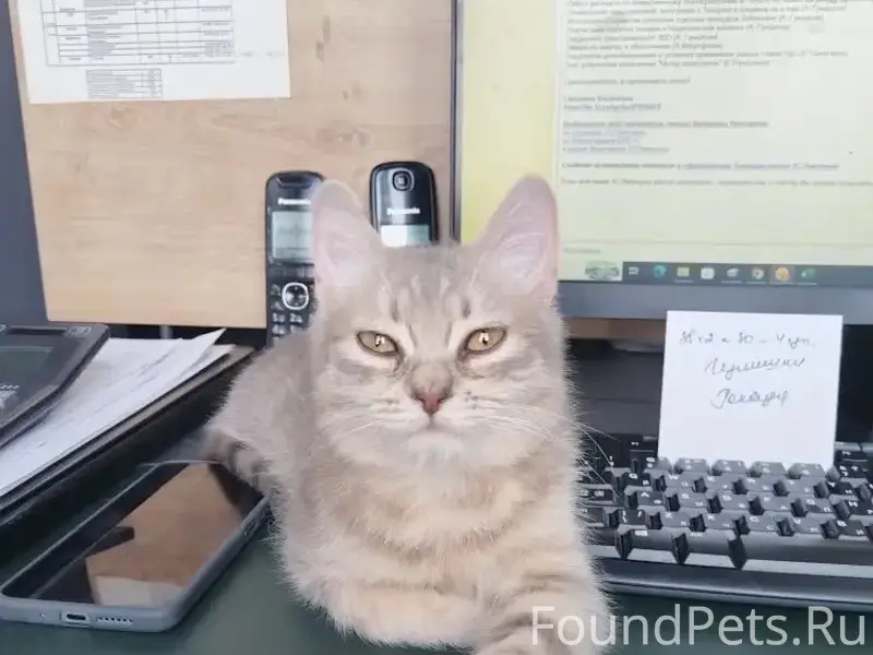 Найдена кошка Мурзик, парковка ТЦ «Твой дом»