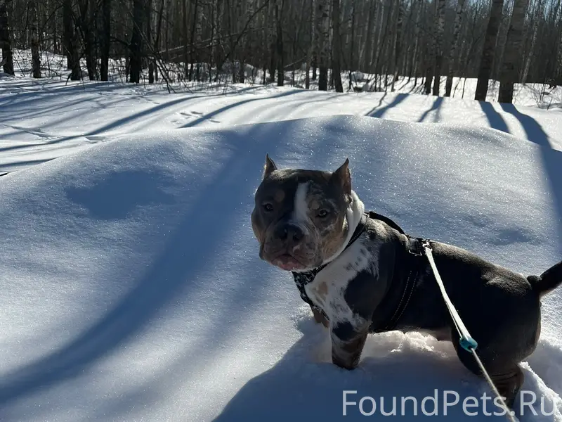 Пропала Американский булли Тори, Буда-Кошелевский район