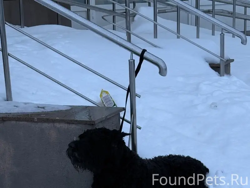 Найден пёс, Ягры, Приморский 32