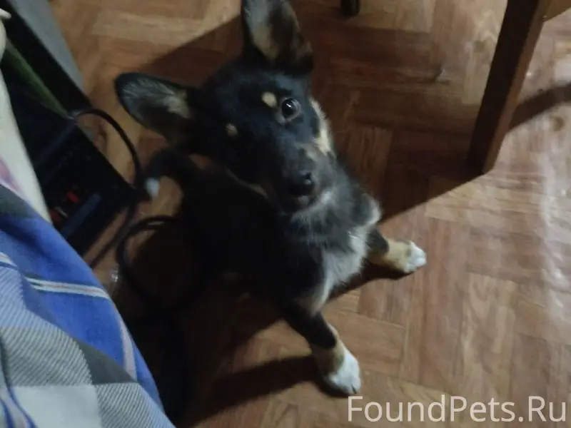 Пропал Мухтар, район Базарная Кеньша