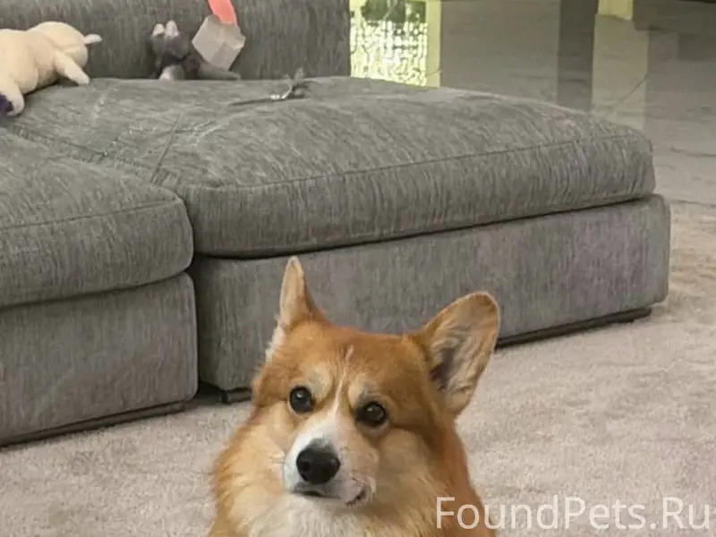 Пропала корги, Мытищинский район