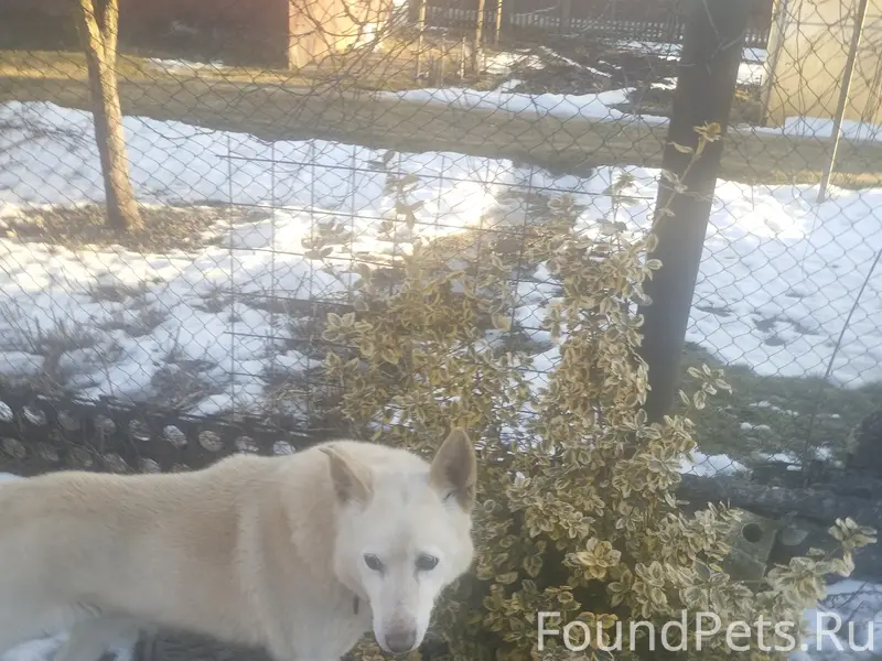 Найден пёс, ухоженный, с ошейником