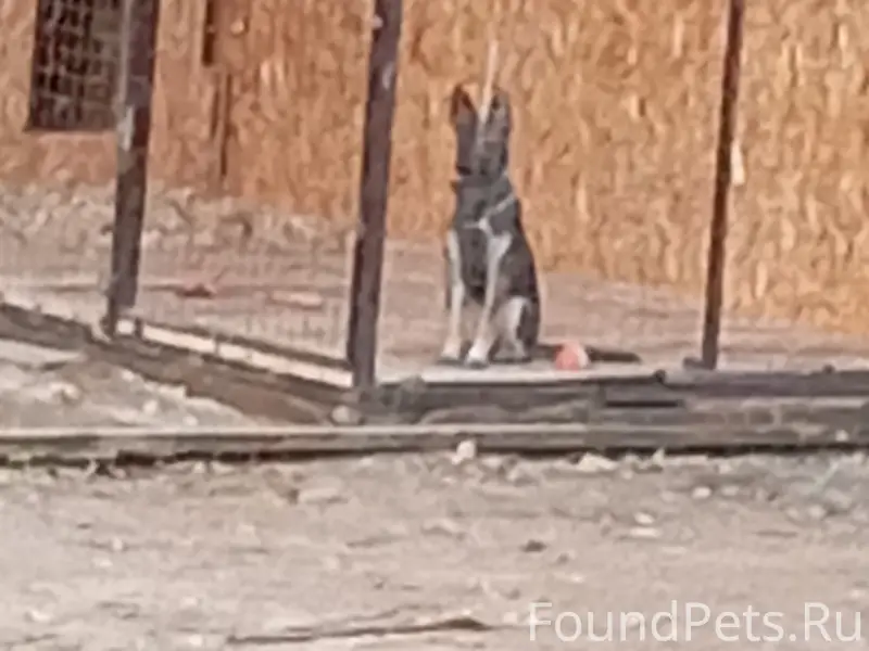 Пропала собака Альма, район ул. Фурманова