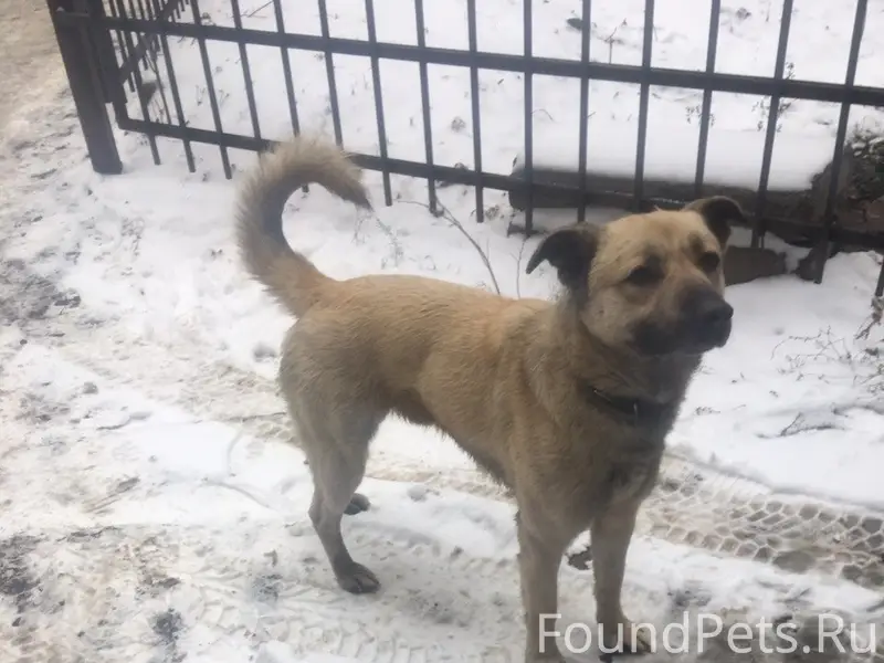 Пропал пёс Сэт, район автовокзала