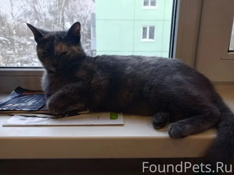 Пропала кошка Мурка, Калуга