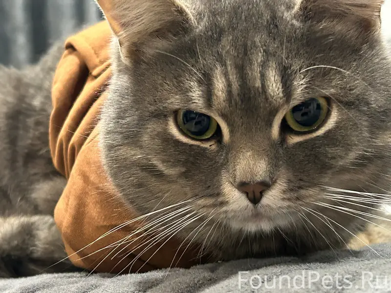 Пропал кот Хома/Хомяк, Северный р-н