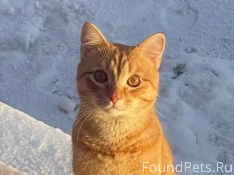 Пропал кот Люсик