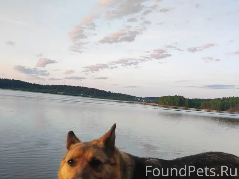 Пропала собака, посёлок Вуорио