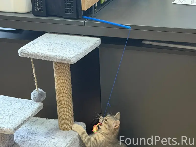 Найдена кошка Мурзик, ТЦ «Твой дом»