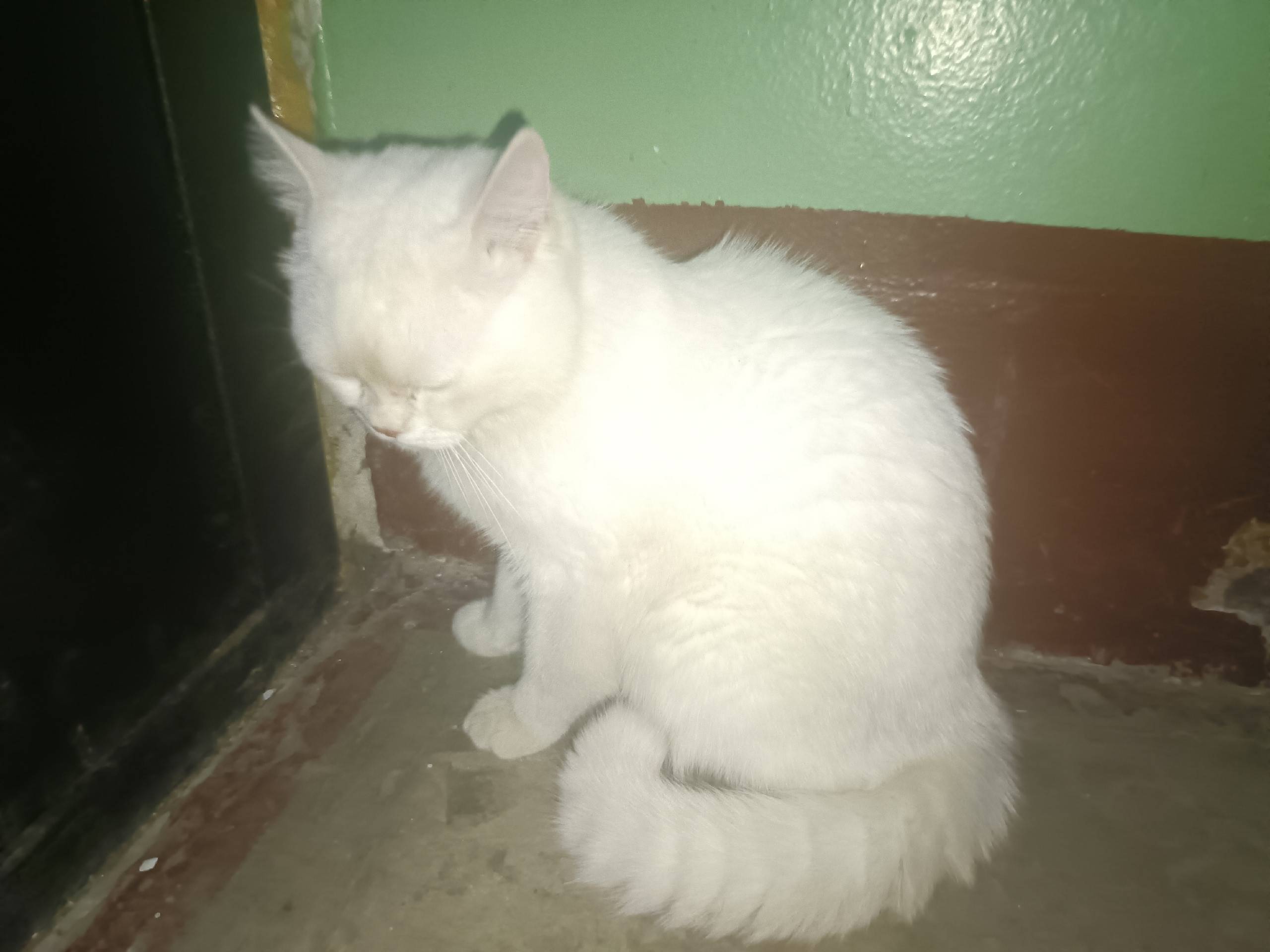 Найден котёнок, Комсомольская улица