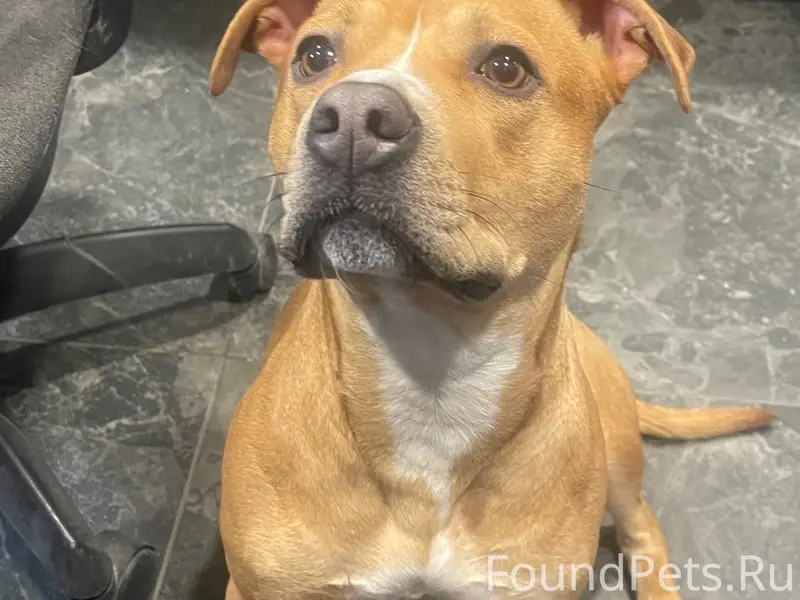 Пропала собака Мила, район Турундаевская-Элеваторная