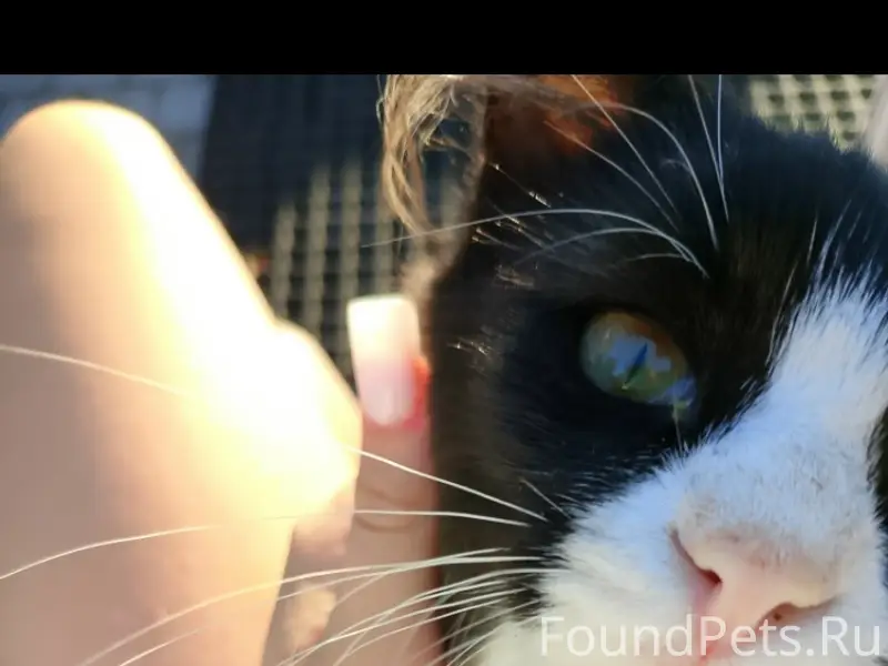 Пропал кот Гектор, чёрный с белым