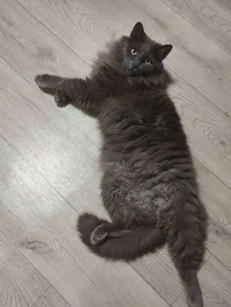 Пропал кот, Набережная рядового Николаева