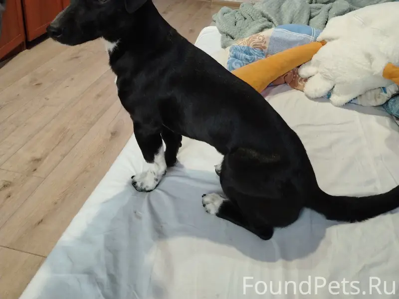 Пропал пёс, Змейка/Железноводск/Минеральные Воды