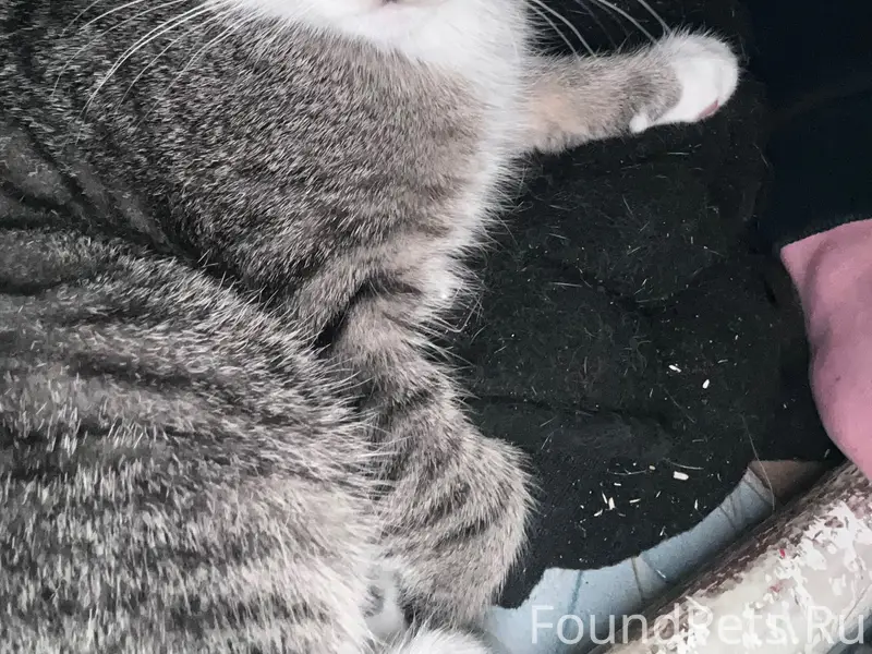 Пропал котёнок Батоша, деревня Ларионово