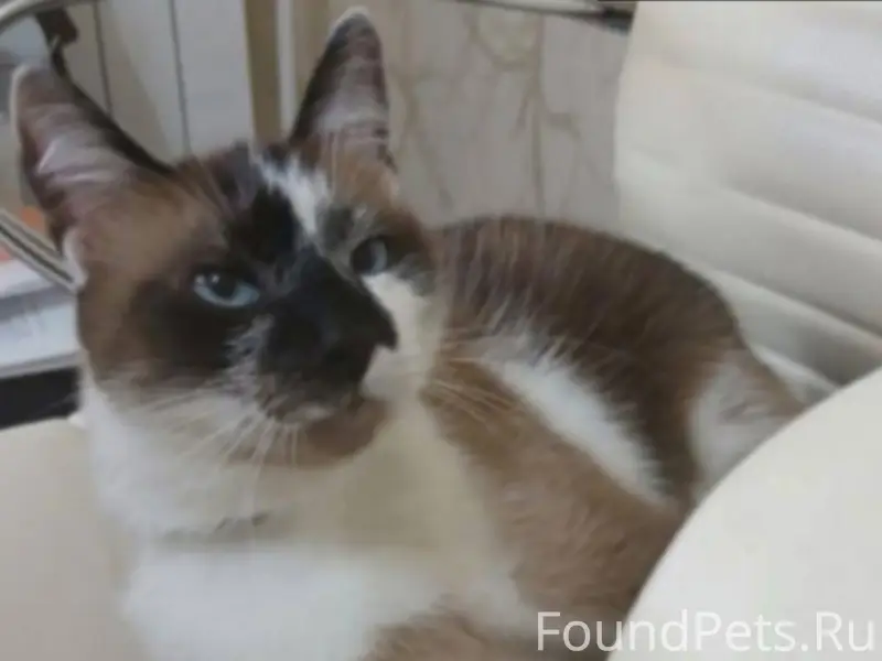 Пропал сиамский кот, улица Лесопарковая